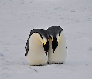 A pair of peguins close together appear to be courting.