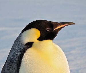 A regal looking emperor penguin photographed sideways, looking towards the sun.