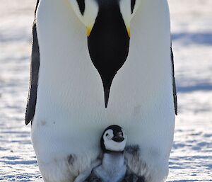 An emperor penguin parent with a chick on their feet.