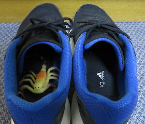 Plastic scorpion inside a shoe.