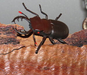 Plastic beetle on a bit of wood.