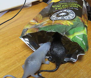 Two plastic rats seem to be eating a bag of chips. Half their bodies with tails are seen sticking out of the chips which are lying on a table.