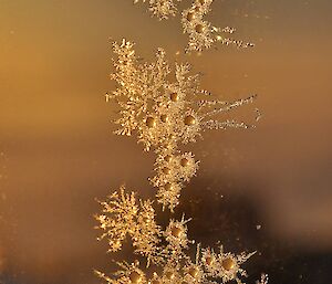 Intricate ice crystals form on the windows of the red shed.