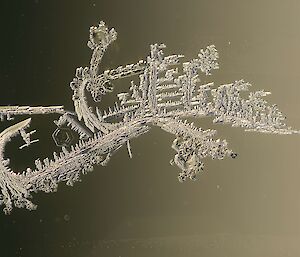 Ice crystal has the rounded tail like a scorpion.