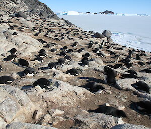 A view from a remote automatic camera of what is to come with the penguins this year. Lots of Adelie penguins can be seen.