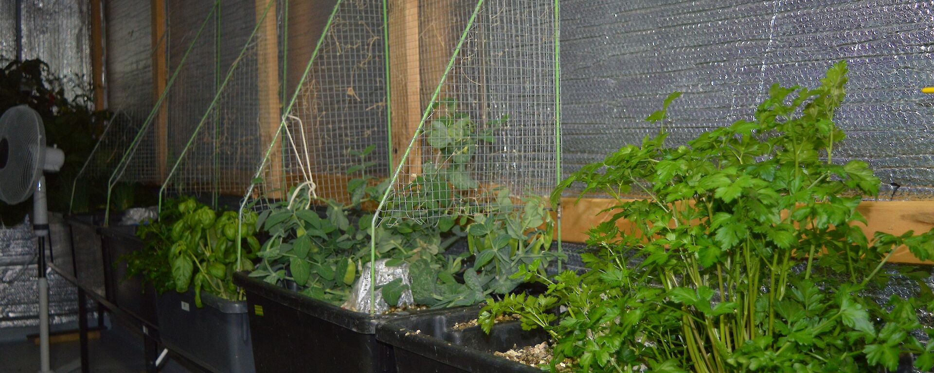 Plants growing in the hydroponics building, it is nice to see green.