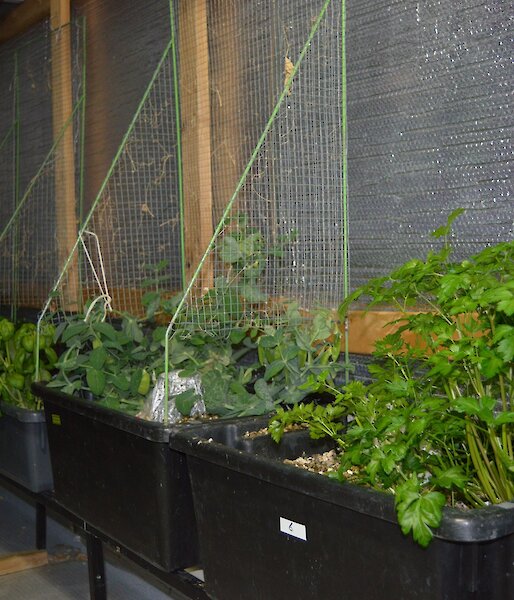Plants growing in the hydroponics building, it is nice to see green.