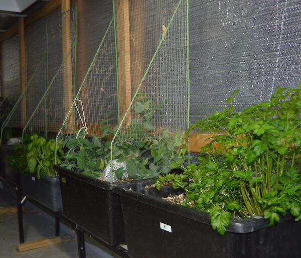Plants growing in the hydroponics building, it is nice to see green.