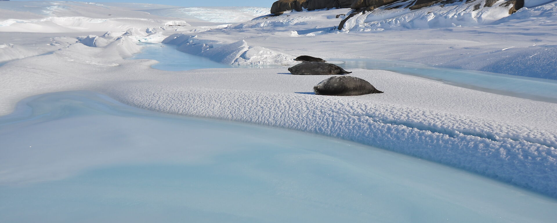 Seals sunbaking on the ice looking like they are at the beach