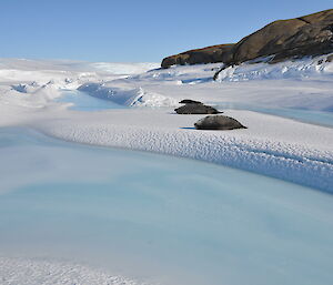 Seals sunbaking on the ice looking like they are at the beach