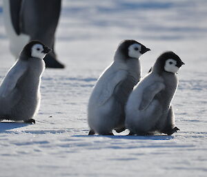 Don’t leave us behind! Emperor penguin chicks racing after an adult as it leaves the main colony area.
