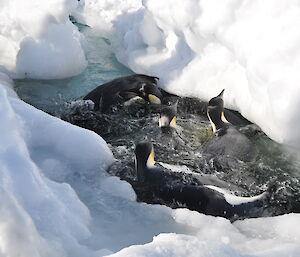 Looking like penguin soup, a tide crack and too many penguins.