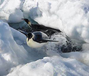 An emperor penguin launches itself from a small water hole seeming to fly