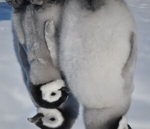 Emperor penguin chicks, they look like fluff balls.