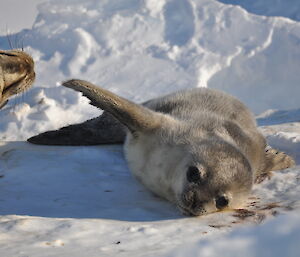 A newly born sael pup with its flippers in the air!