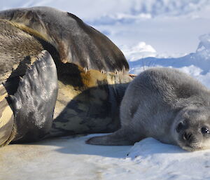 A Weddell seal pup and mum