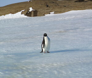 Adelie penguins which will start to return to Macey hut soon.