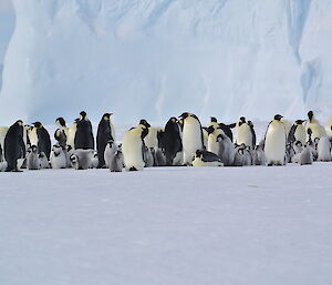 Emperor penguins and chicks at Auster