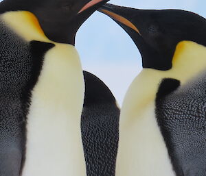 Good friends, two emperors close together touching beaks