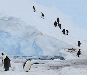 Penguins climbing up the side of an iceberg above their swimming hole, not sure why.