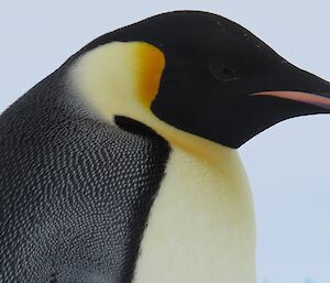 Close up of emperor penguin in profile
