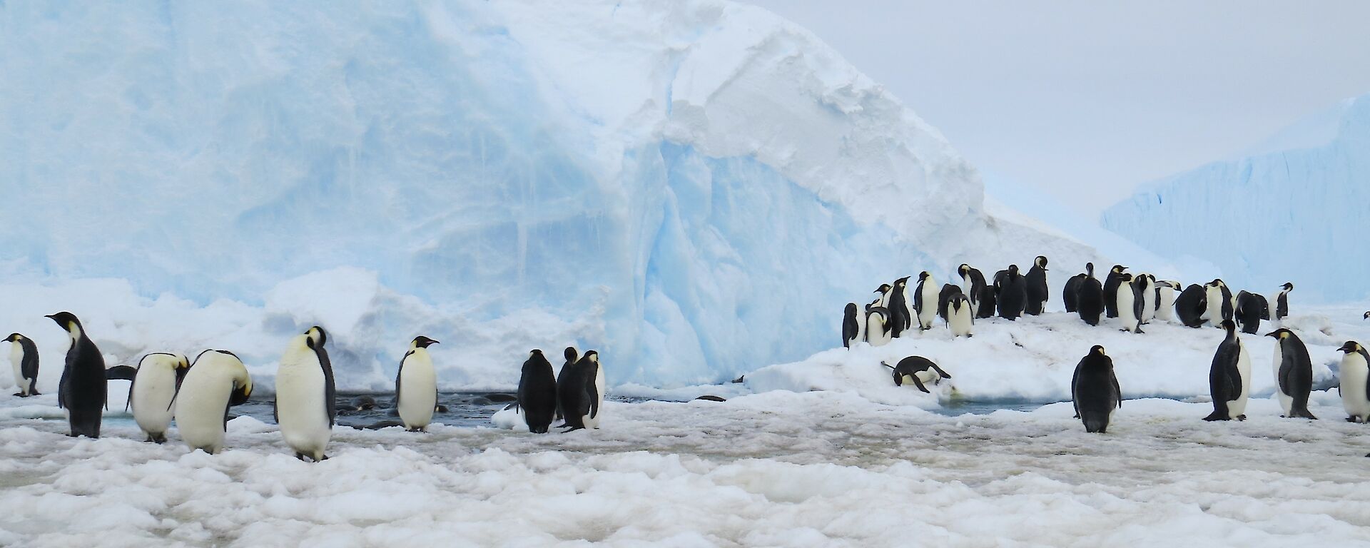 The local swimming pool for the penguins at the base of an iceberg.