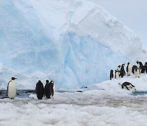 The local swimming pool for the penguins at the base of an iceberg.