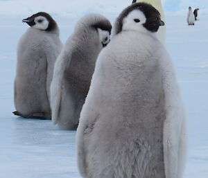 Three tall, fluffly emperor penguin chicks approach the camera.