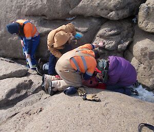 Pretend patient down between rocks being stabilized prior to lifting on to stretcher.