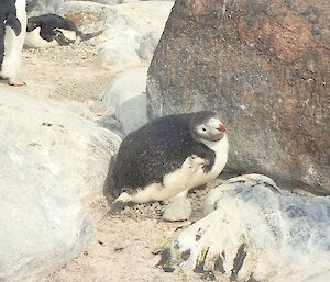 Sometimes you just don’t really know what you’re looking at here is a piebald coloured penguin.