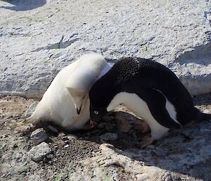And sometimes you get to see the most amazing white penguins. This one was successfully breeding.