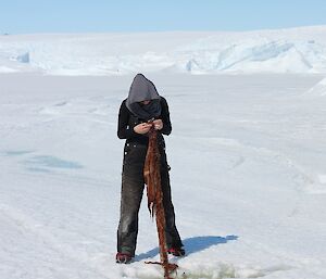 There are so many things to explore in this fascinating white continent like this long strand of seaweed that was in the sea ice.