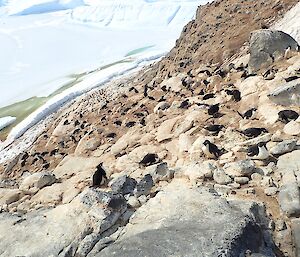 Looking down a rocky slope where penguins make their nests