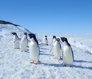 Seven Adelie penguins approach the photographer
