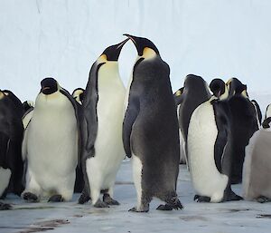 A group of emperor penguins including a very large chick, they really are lovely curios creatures.