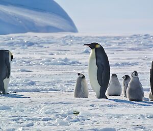 Three adult emperor penguins and their chicks at Auster penguin colony