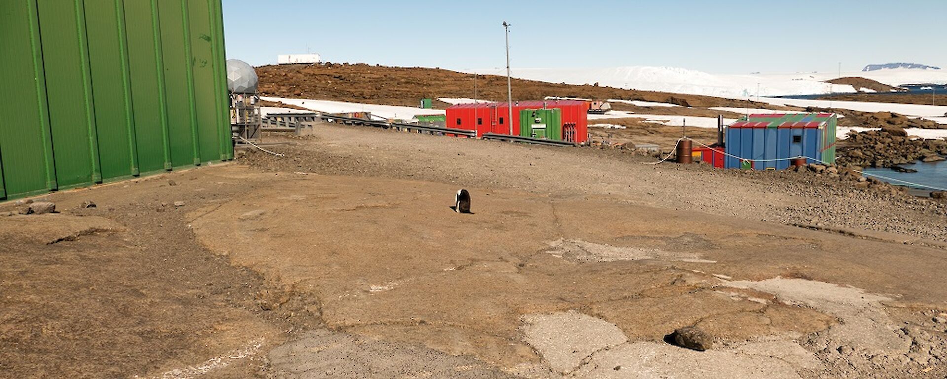 penguin in an odd place on station on the old helicopter pad.