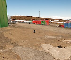 penguin in an odd place on station on the old helicopter pad.