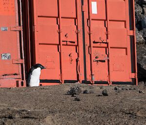 Another penguin in an odd places between two containers.