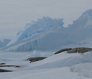 The iceberg looks like a dinosaur, a stegosaurus