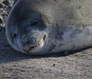 A Weddel seal sunbaking on the wharf, close up of its face