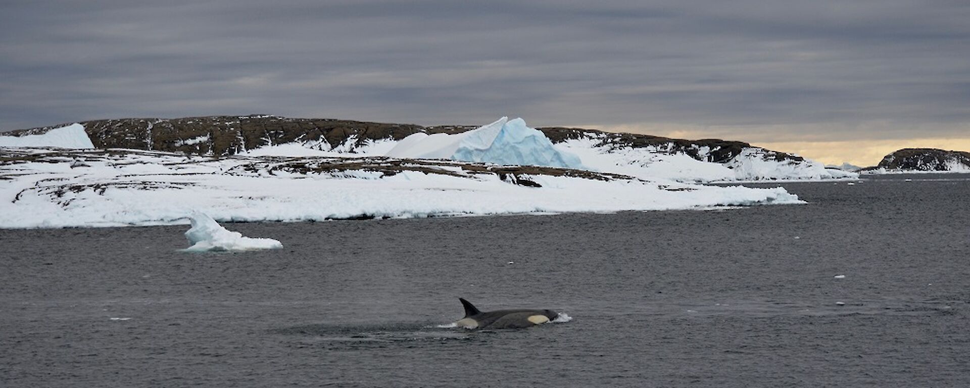Two orcas swimming approx 20 metres off shore in front of an island covered in ice and snow
