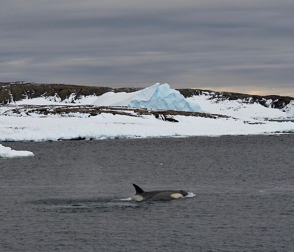 Two orcas swimming approx 20 metres off shore in front of an island covered in ice and snow