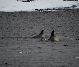 Two orcas with their dorsal fin above the water