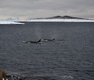 Two orcas swimming infront of a ice covered island