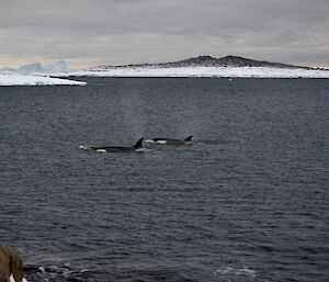 Two orcas swimming infront of a ice covered island
