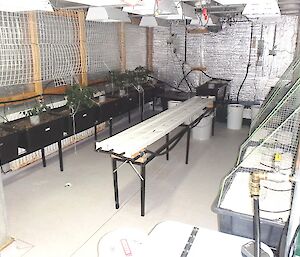 Black tubs set up in a hydroponics system with seedling tomato's