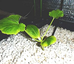 A small green plant with large round leaves