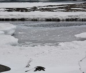 small round pieces of ice with raised edges floating in the water