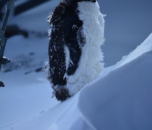 a small balck and white penguin with loose feathers all over